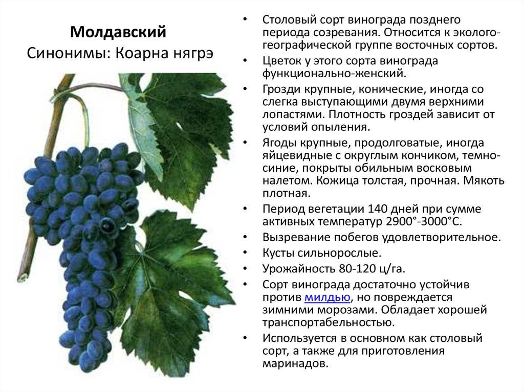 12 лучших винных сортов винограда для северного виноградника - квартира, дом, дача - медиаплатформа миртесен