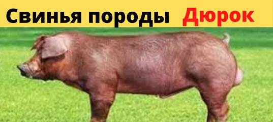 Дюрок порода свиней: характеристика, внешние особенности и условия выращивания