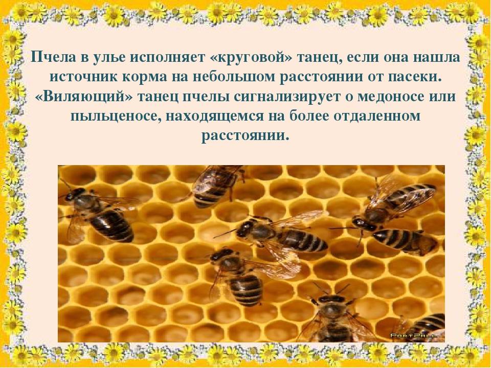 Развитие пчелы от яйца до пчелы: стадии, циклы, время