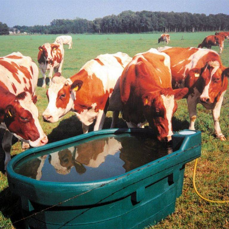 Поение коров — нормы потребления воды и организация водопоя