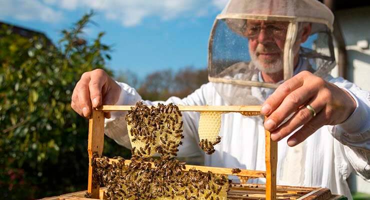 Инструкция для начинающего пчеловода - с чего начать