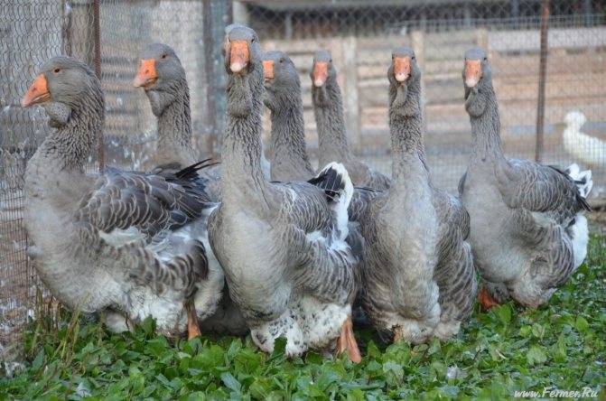 Тулузская порода гусей: особенности разведения в домашних условиях