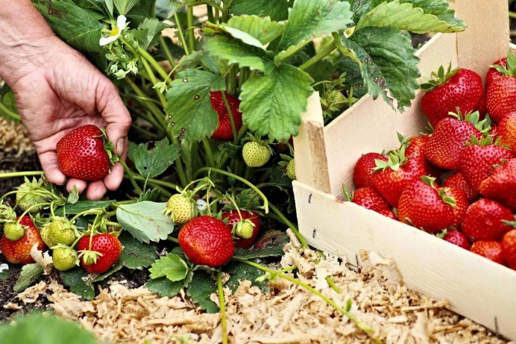 Увеличиваем урожай ягод клубники, что советуют профессионалы?