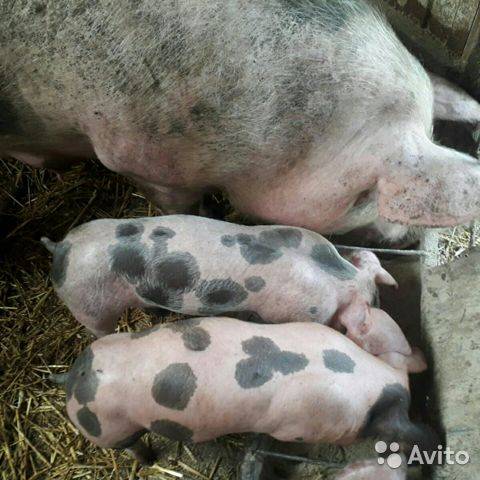 Описание свиней породы пьетрен