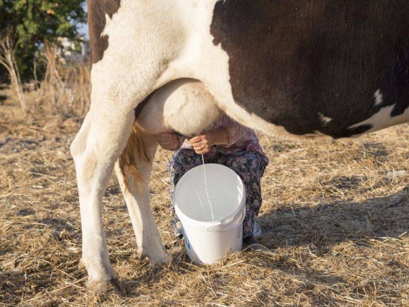 Как доить корову руками?