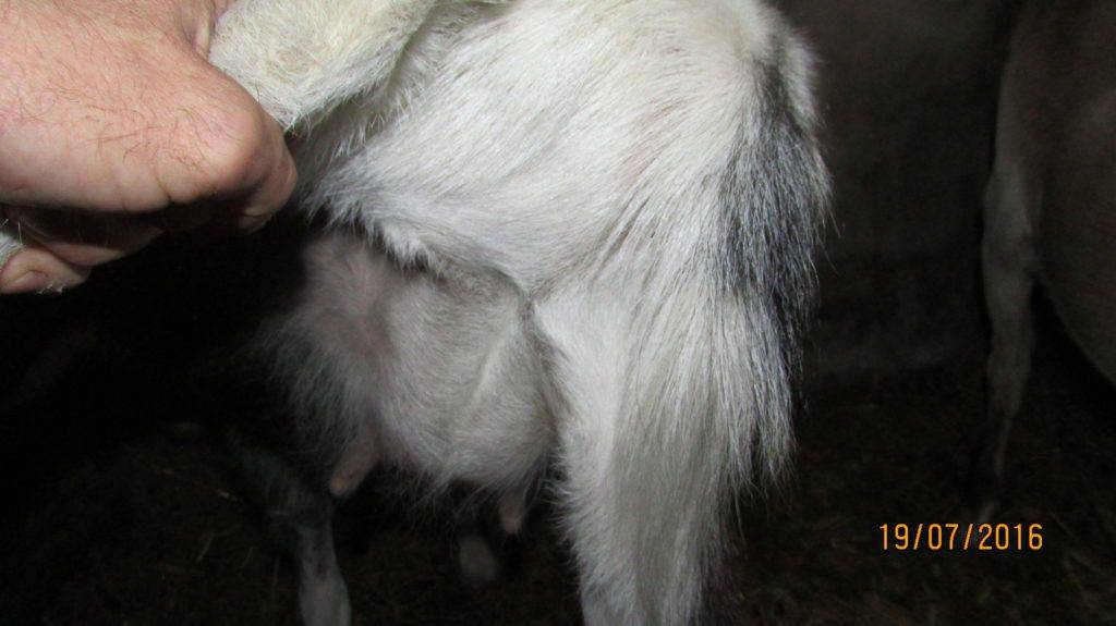 Беременность и признаки скорого окота у козы