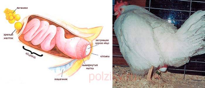 Схема спаривания и описание процесса, как петух оплодотворяет курицу