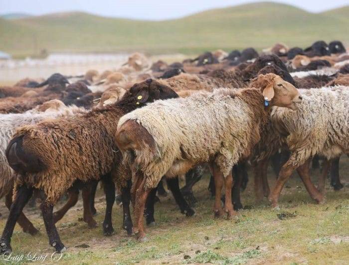 Гиссарская порода овец — описание, продуктивные качества, способы разведения