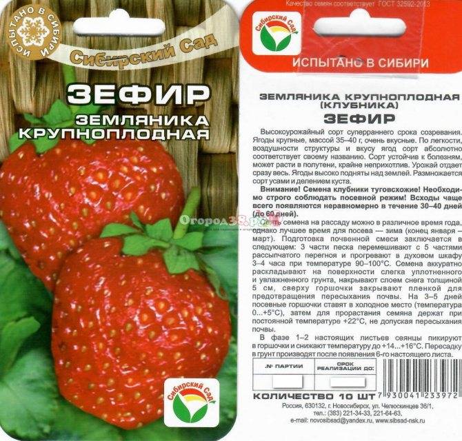 Сорт клубники «зефир»: описание, характеристика ягод и противоречивые отзывы садоводов ‎