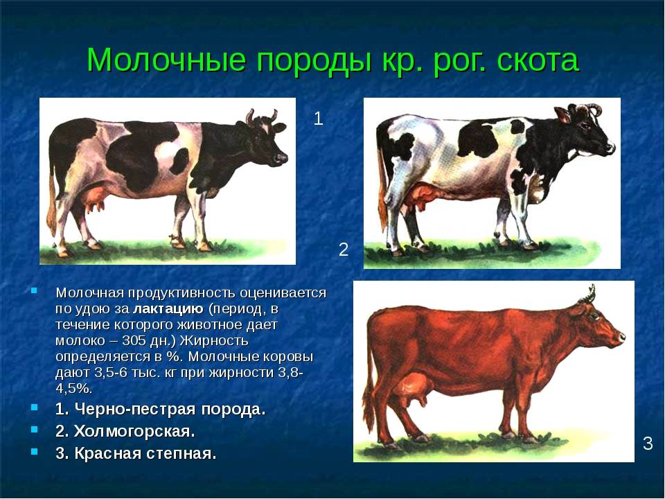 Дойная корова: как выбрать лучшую разновидность высокоудойных животных и как она должна выглядеть, содержание