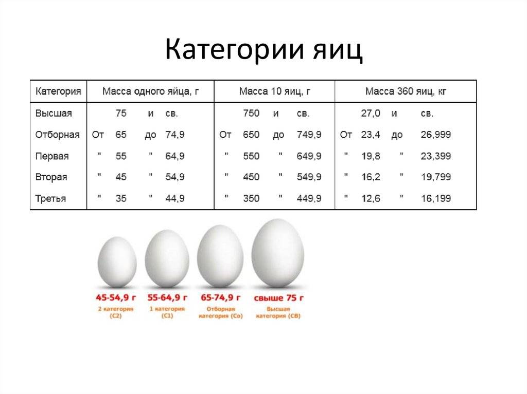 Каков вес куриного яйца