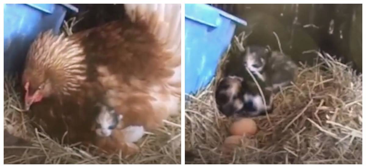 Выведение цыплят под наседкой в домашних условиях: сколько сидит курица, уход, подбор яиц