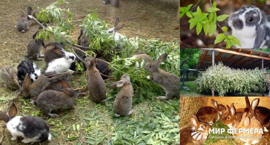 Какие ветки можно давать кроликам — особенности кормления и заготовки
