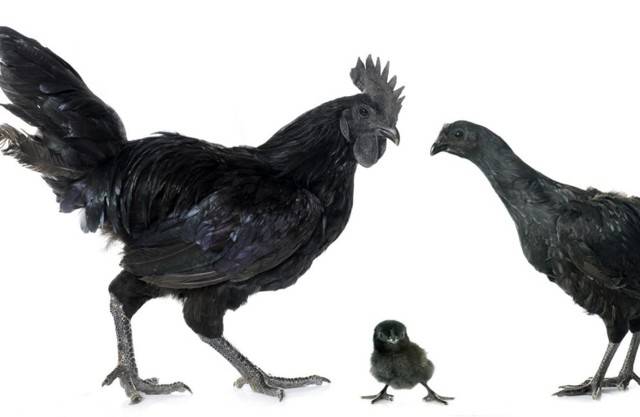 Порода черных кур, которая несет черные яйца: существуют ли, описание, фото