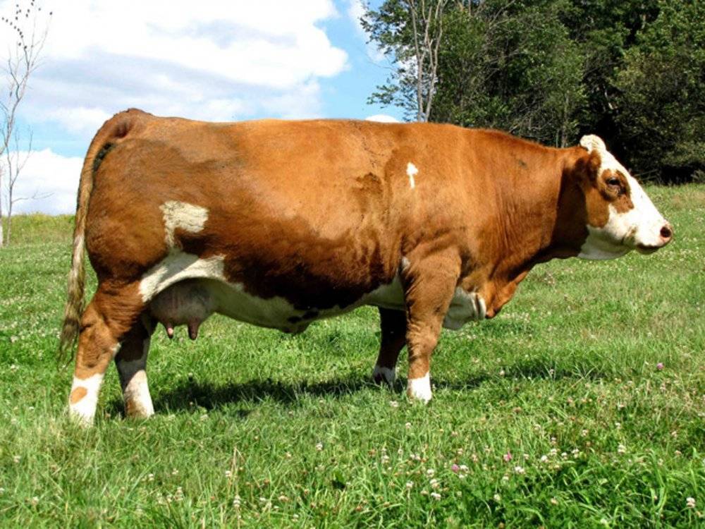 Симментальская порода коров ☝️: характеристика, болезни крс, плюсы и минусы, питание и уход, правила разведения и фото