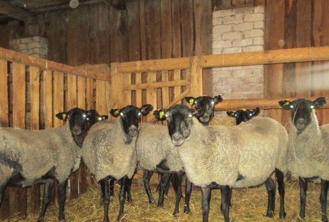 Достоинства и недостатки эдильбаевской породы овец