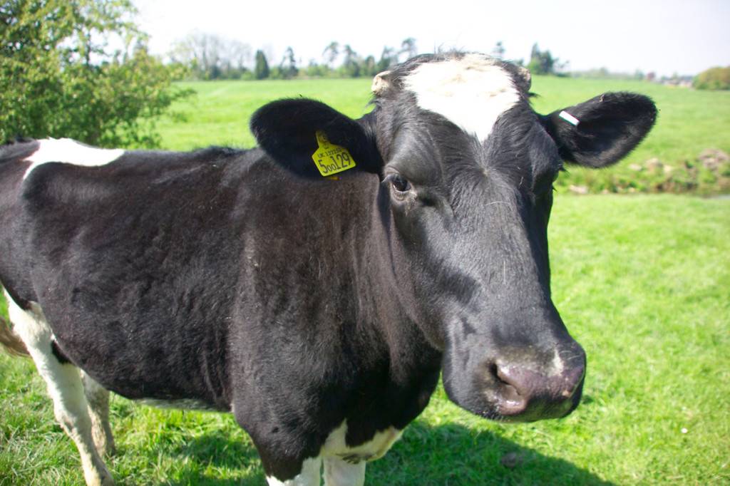 Маститы у коров: лечение, симптомы, препараты | nita-farm