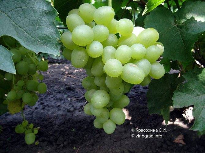 Виноград «супер экстра»: описание сорта, отзывы + фото