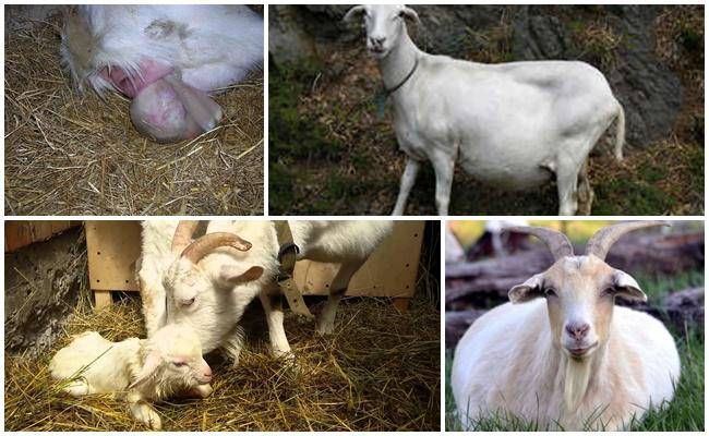 Беременность и окот козы - случка, признаки беременности, уход за козой до и после родов | россельхоз.рф