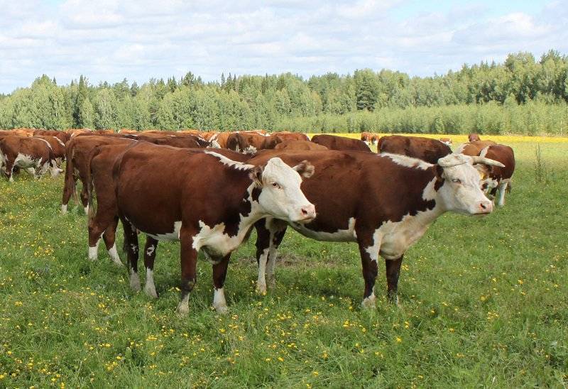 Герефордские породы коров и быков – герефордов: описание мясного крс и характеристика скота с фото