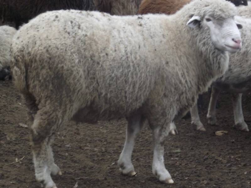 Овцы породы тексель: характеристики, особенности и отличия