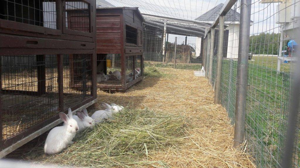 Как открыть кроличью ферму с бизнес-планом