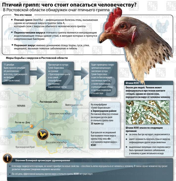 У ваших кур птичий грипп? как спасать птиц и возможно ли это сделать?