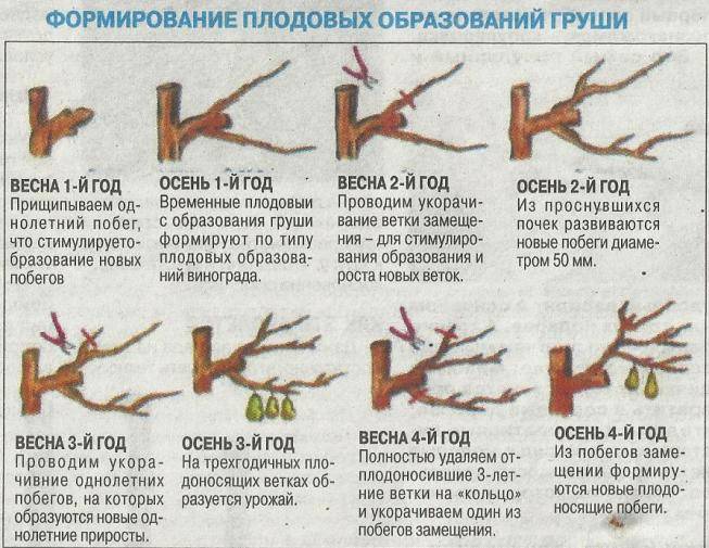 Можно ли обрезать верхушку у груши - дневник садовода semena-zdes.ru