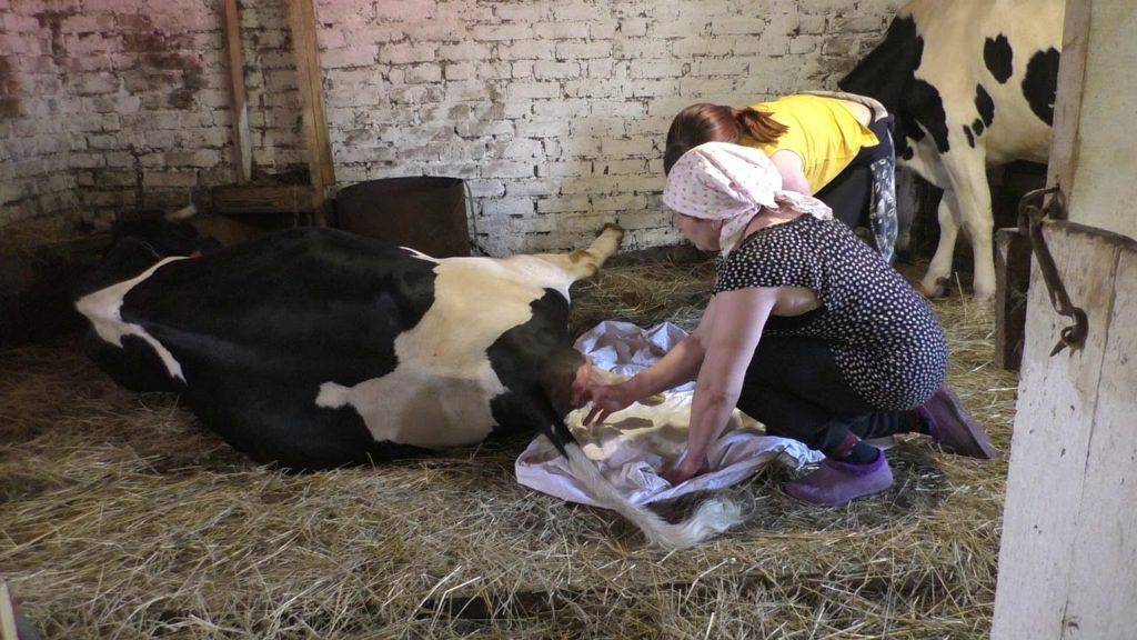 Отёл коровы: запуск, симптомы приближения, календарь, приём телёнка, уход и кормление после отёла