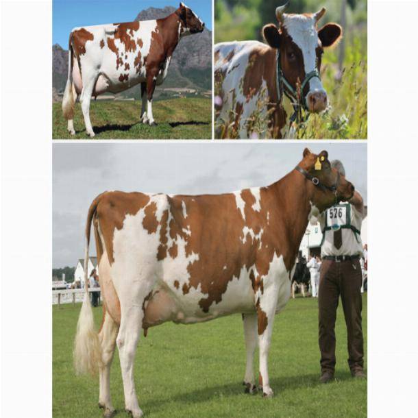 Айрширская порода коров - характеристика племенного скота: нетель, количество молока, фото крс, телочек, телят, быков