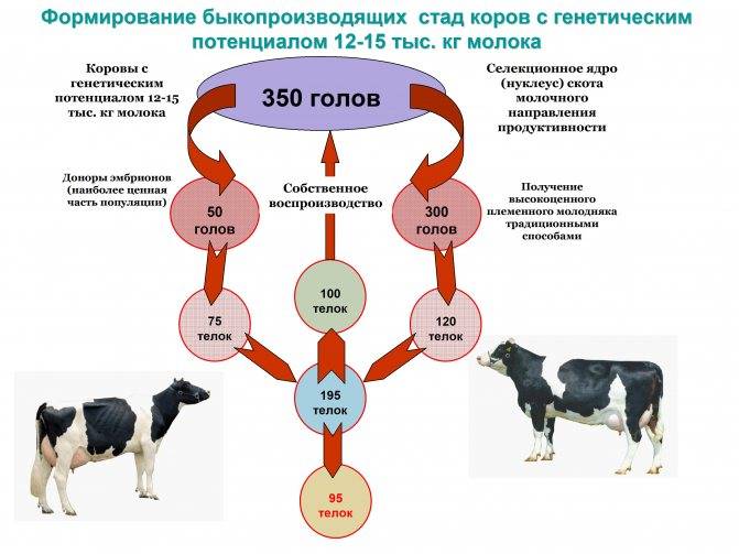 Как повысить удои коров за счет правильного питания, заботы и ухода ао "витасоль"
