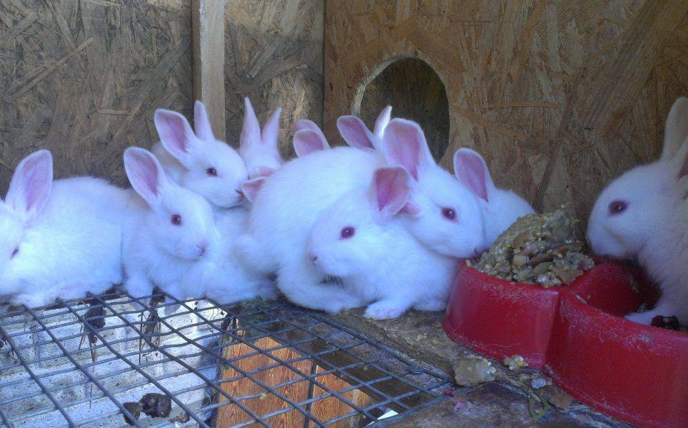 Кролик белый паннон: где купить, характеристика породы