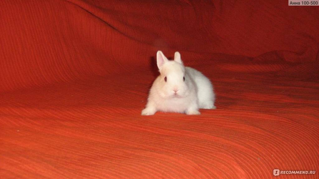 Описание и характеристика кроликов породы гермелин и правила их содержания