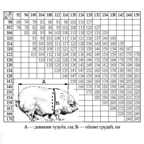 Как определить вес свиньи по таблице замеров, по возрасту, по коэффициенту упитанности?