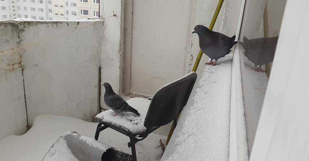 Как избавиться от голубей на балконе открытом: как отвадить с крыши, чем отпугнуть с козырька, как выгнать навсегда, что делать и как бороться, если свили гнездо?