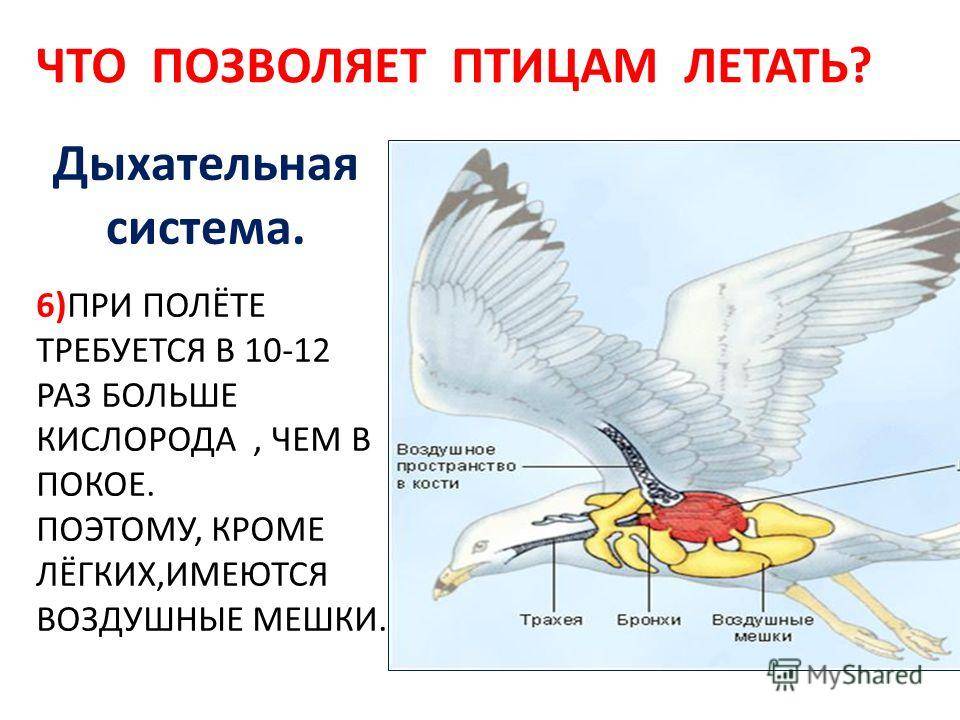 Почему курицы не летают как птицы