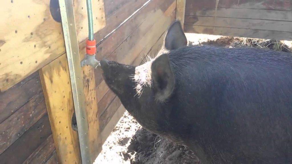 Поилки для свиней своими руками: описание, видео
