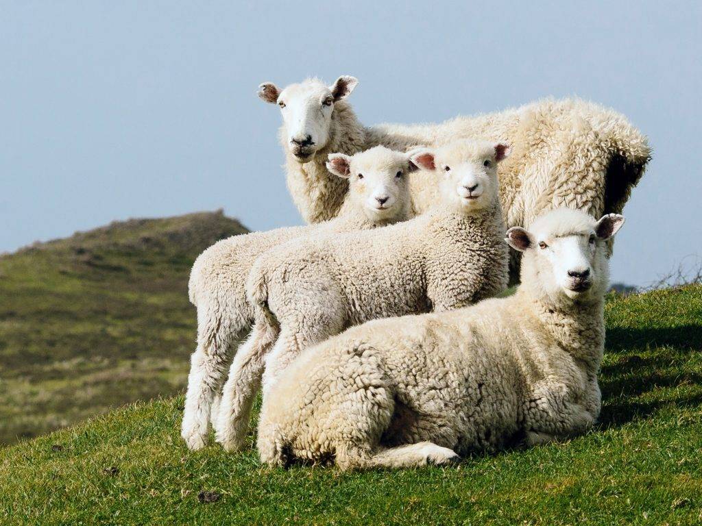 С чего начать овцеводство?