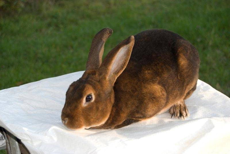 Кролики рекс - элита среди кроликов