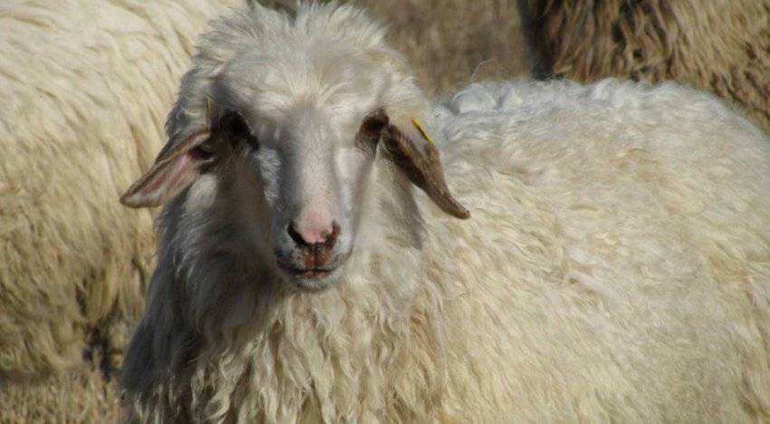 Порода тонкорунных овец: фото, описание