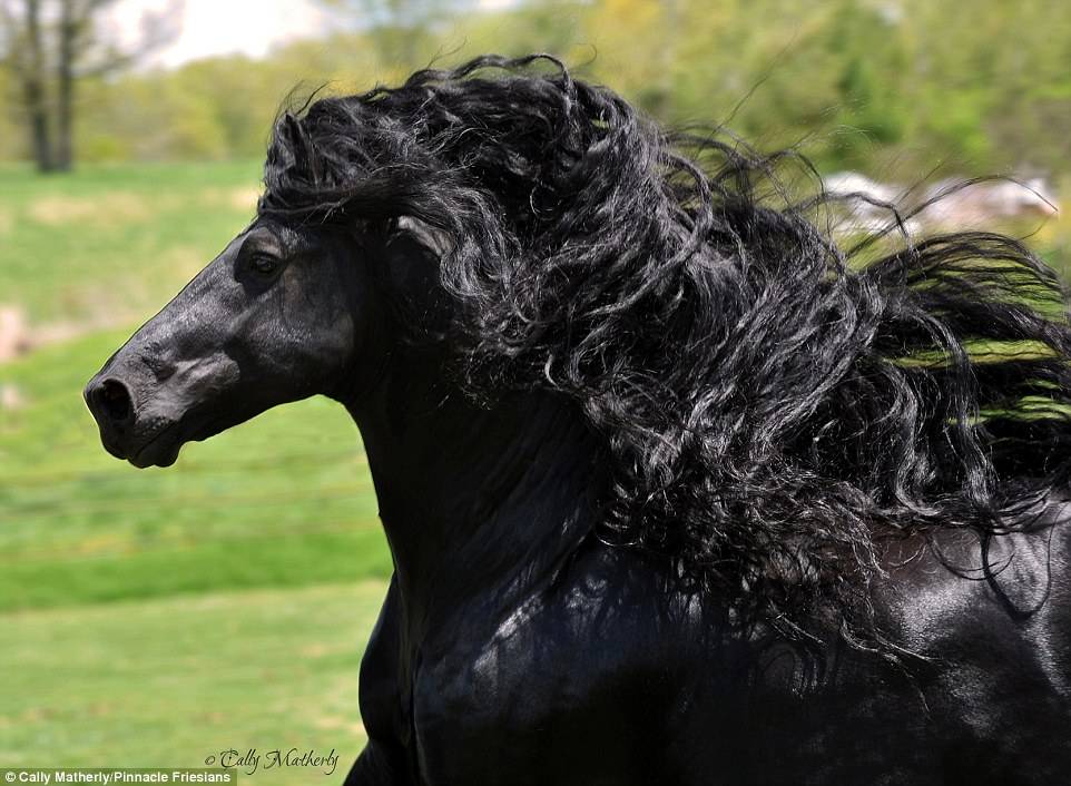 Фризская лошадь — фото и описание, характер, условия содержания, перспективы разведения. | cельхозпортал