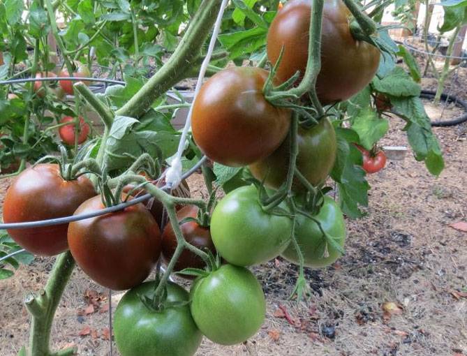 Выращивание томатов черный принц в открытом и закрытом грунте