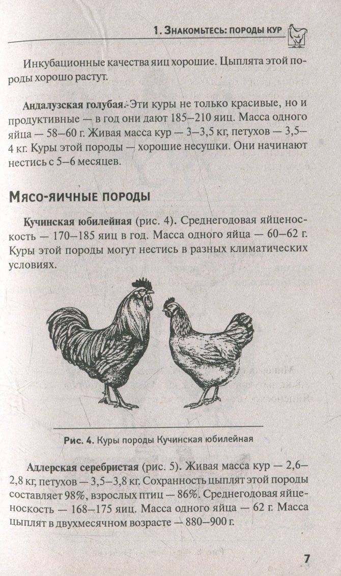 Кучинская юбилейная порода кур
