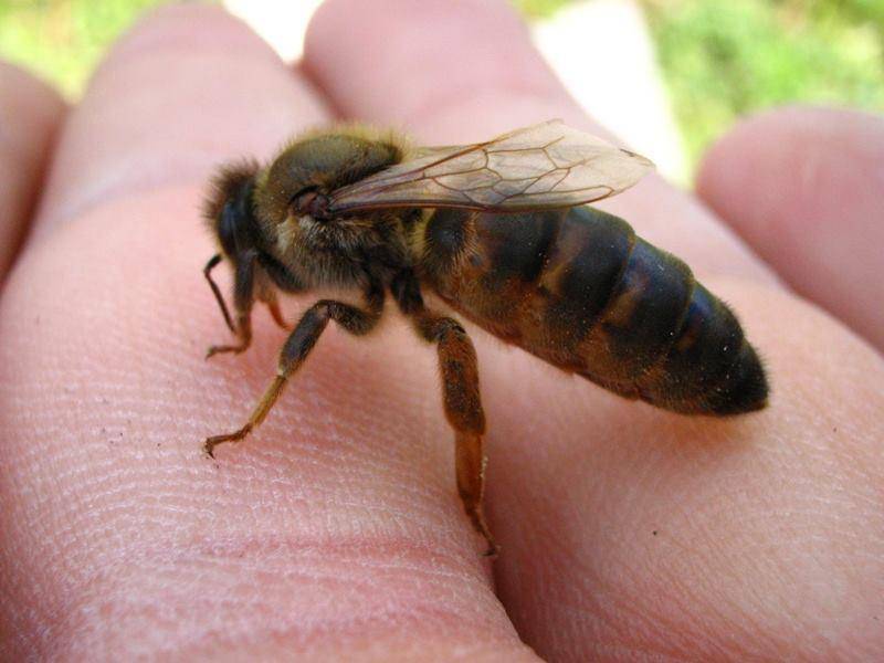 Пчела карпатка: характеристика, описание породы, фото