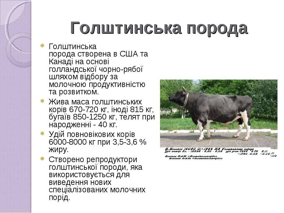 Голштинская корова: основные характеристики