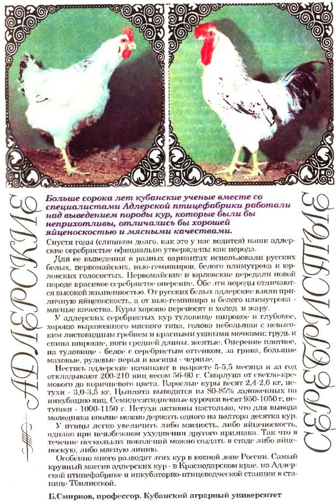Красная кубанская порода кур: фото, описание, отзывы