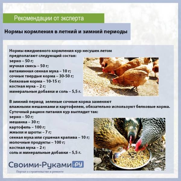 Разведение, содержание, выращивание и уход за цыплятами суточными и недельными
