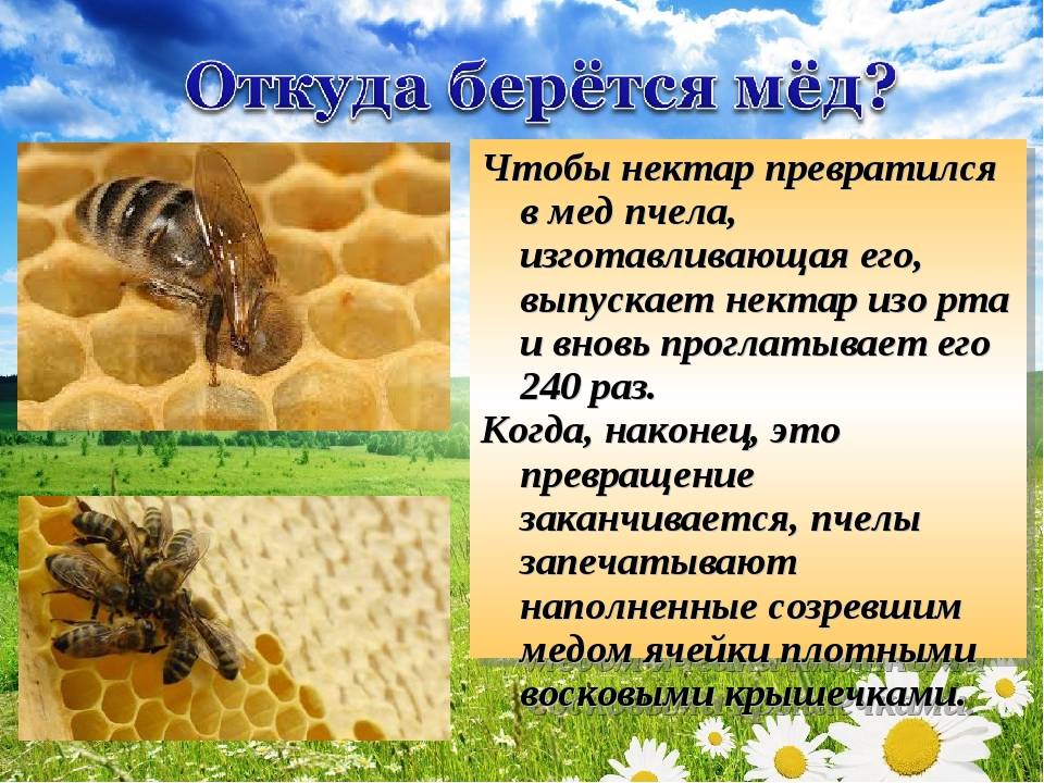Как и из чего пчелы строят соты