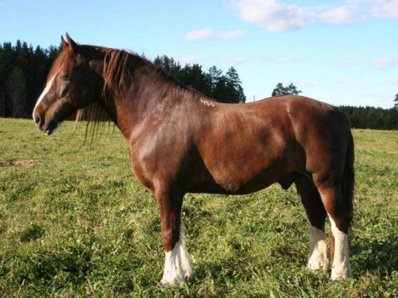 Самые выносливые лошади в мире: обзор пород