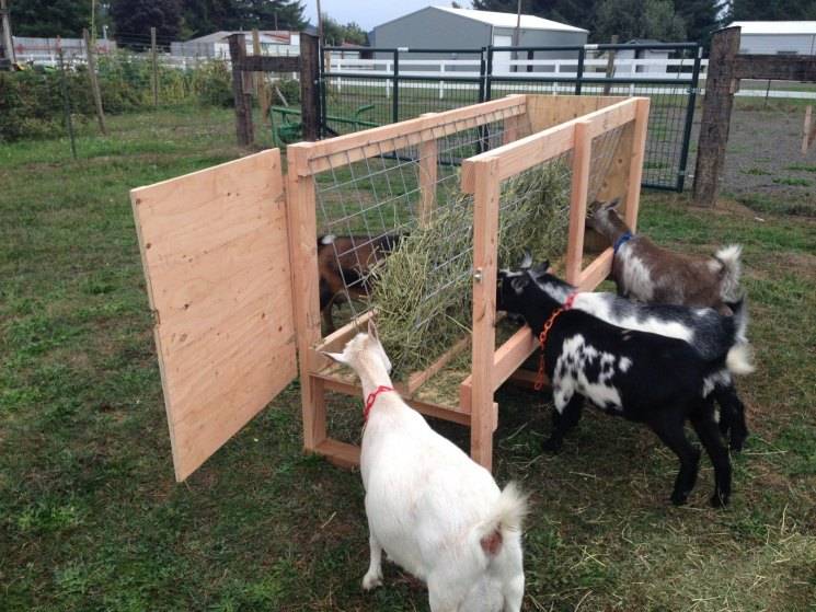 Как построить сарай для коз своими руками – для комфорта козочек!